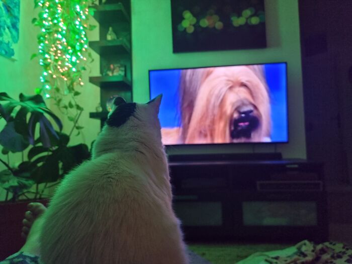Guests Are Amazed With My Cat Sphinx Who Will Sit And Watch A Full Hour Of Dog Showing Competitions