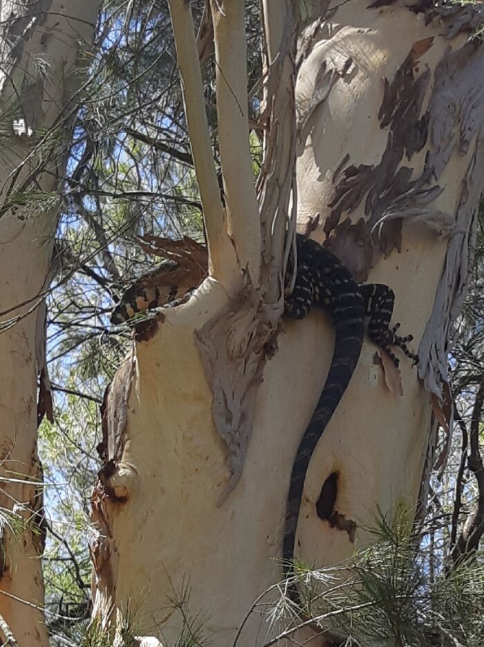 Go-Go Goanna! This Fella Lives At The School I Work In
