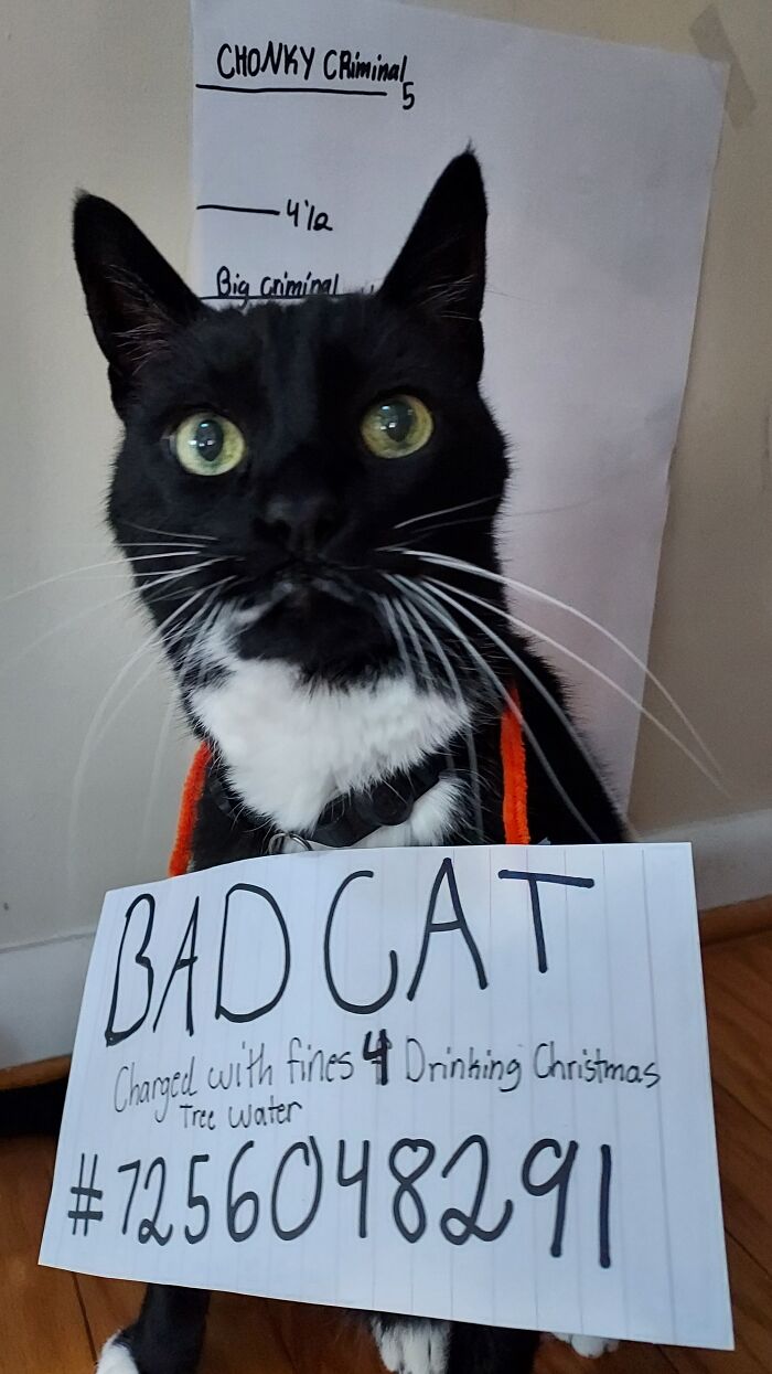 Every Year...our Christmas Tree Dries Out Faster Than It Should