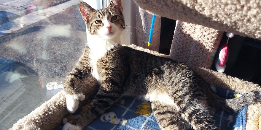 Proud To Introduce You To Pixel The Polydactyl Kitten.