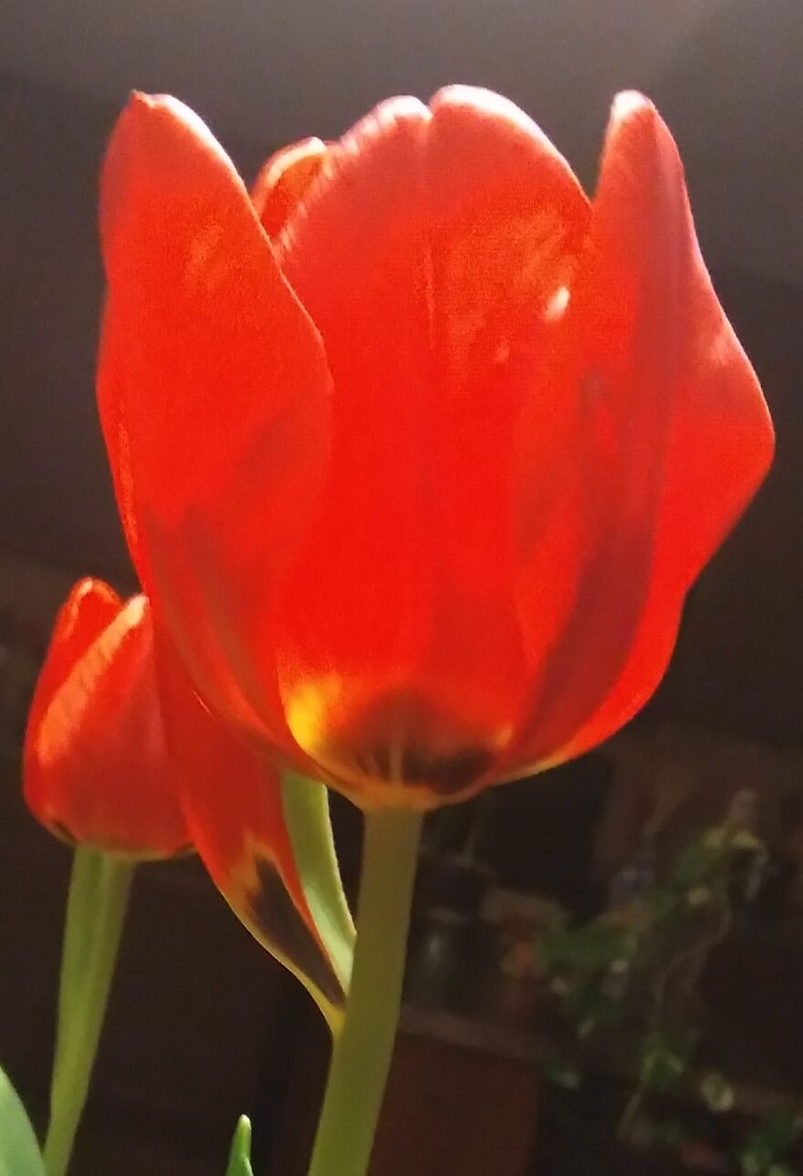 My Tulip Grew A Single Pedal