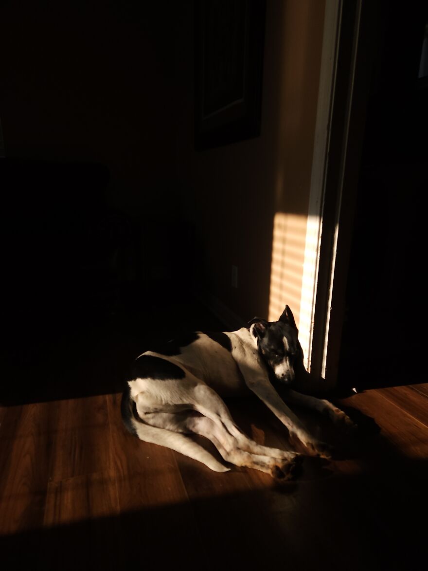 I've Been Posting This Picture Waaaay To Much, But Yeah. My Sunbathing 6 Yo Puppy!