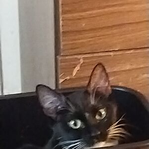 lashondajones1218 avatar