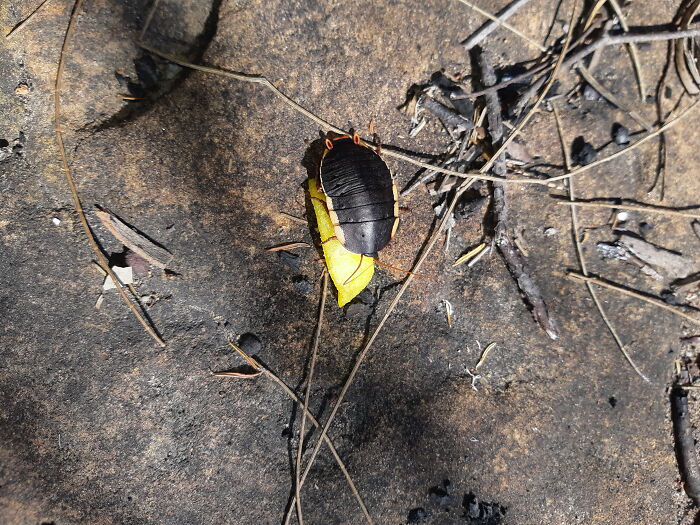 Botany Bay Cockroach. I Was Teaching A Cultural Education Class Out In The Bush And This Guy Showed Up. He Chased Me Around The Fire Until We Threw Him A Hot Chip. He Did A U-Turn And Started Munching The Chip, After About 5min Of Munching He Had His Fill And Went Back Into The Bush