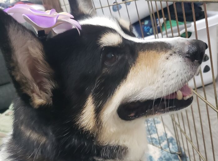 I Love My Dog And The Flower Is Because I Live In Hawaii (I'm Not A Tourist 🙃)