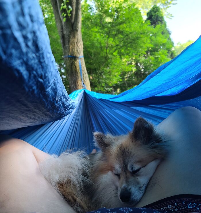 My Little Loki Chilling In The Hammock On A Warm Sunny Day. It's Funny Because He Is A Ball On Energy