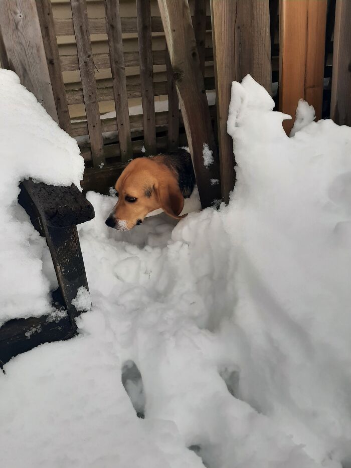 About 4 Hours Before This Pic Was Taken, Boris Was Sprayed By A Skunk In The Backyard. This Is Him Returning To Try To Find The Skunk Again!