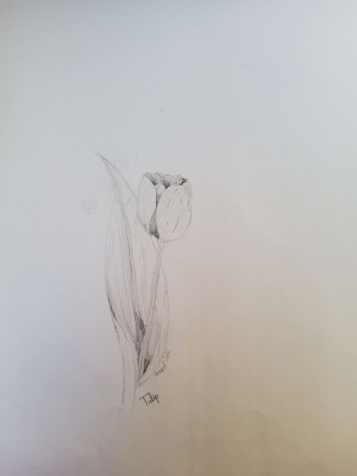 Tulip That I Drew When I Was 9
