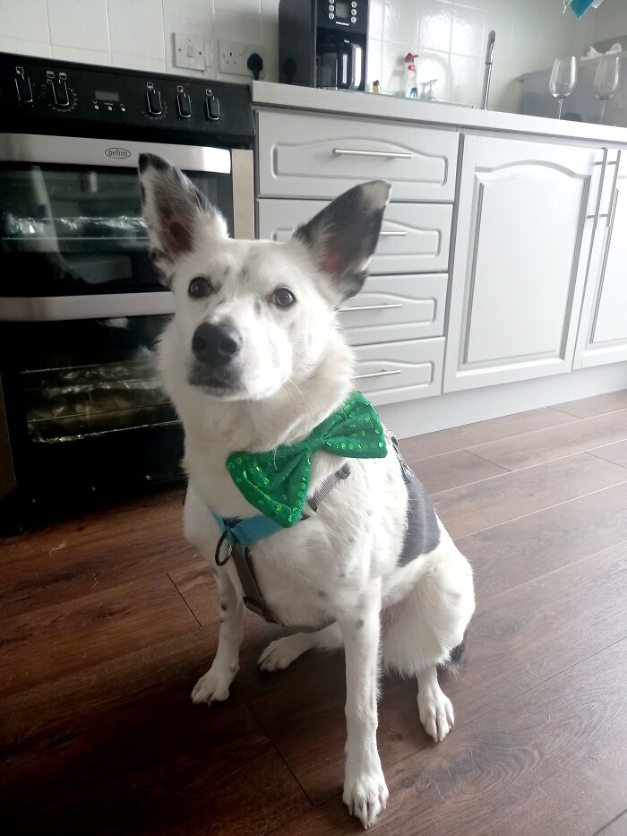 Ripley Rocking Her Paddy's Day Bow!!
