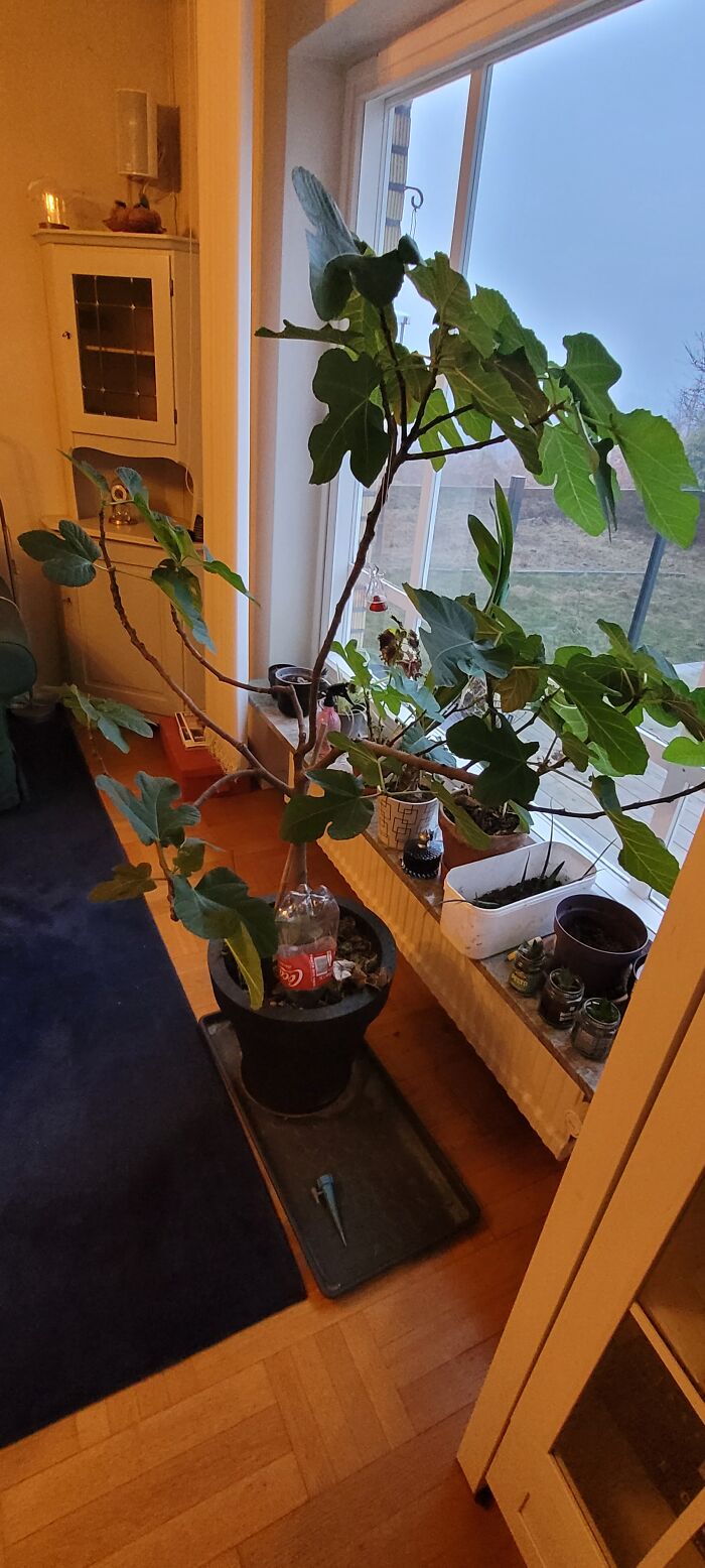 My Fig Tree!