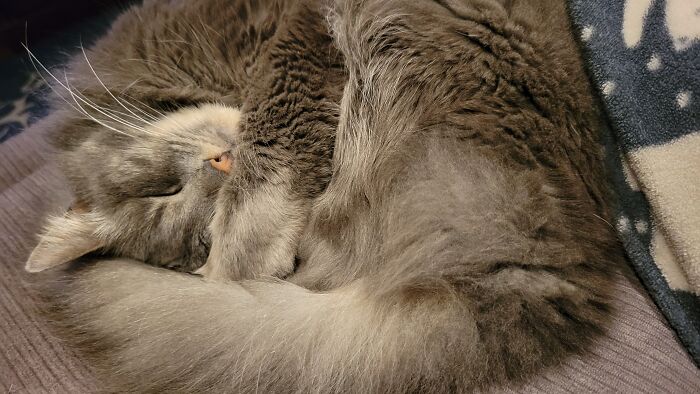 The Regal Floof Bailey, Aka Princess Fluffybutt