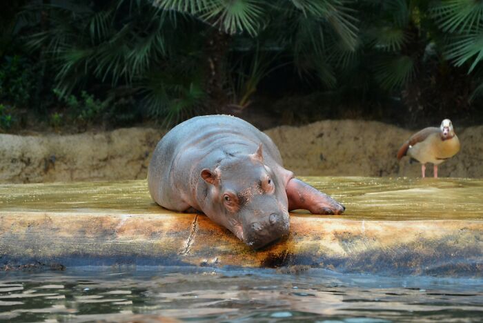 Los hipopótamos 