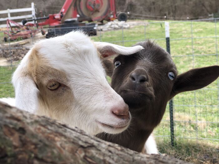 Tawny And Dobby: Bonnie And Clyde