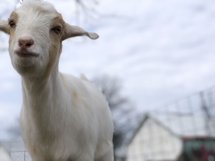 Tawny: Noble But Nervous