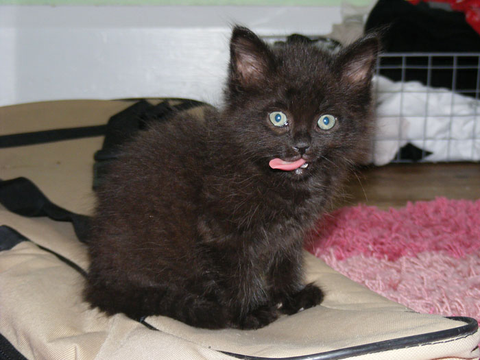 Brother And SIL Come To Visit But Are Upset The Homeowner’s Cat Is Free To Walk Around The House As They Get Startled By It Brother And SIL Come To Visit But Are Upset The Homeowner’s Cat Is Free To Walk Around The House As They Get Startled By It