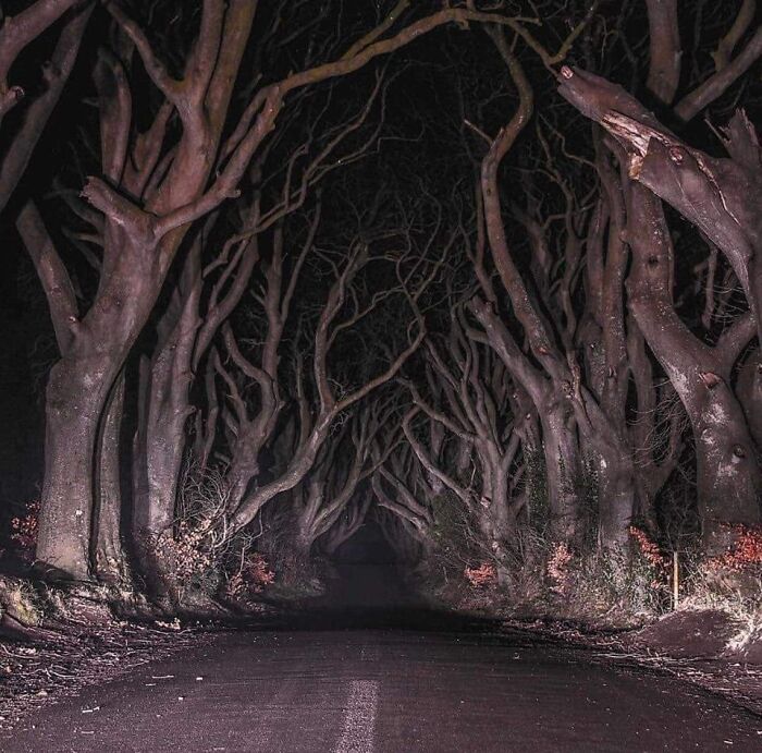 The Dark Hedges, Ireland