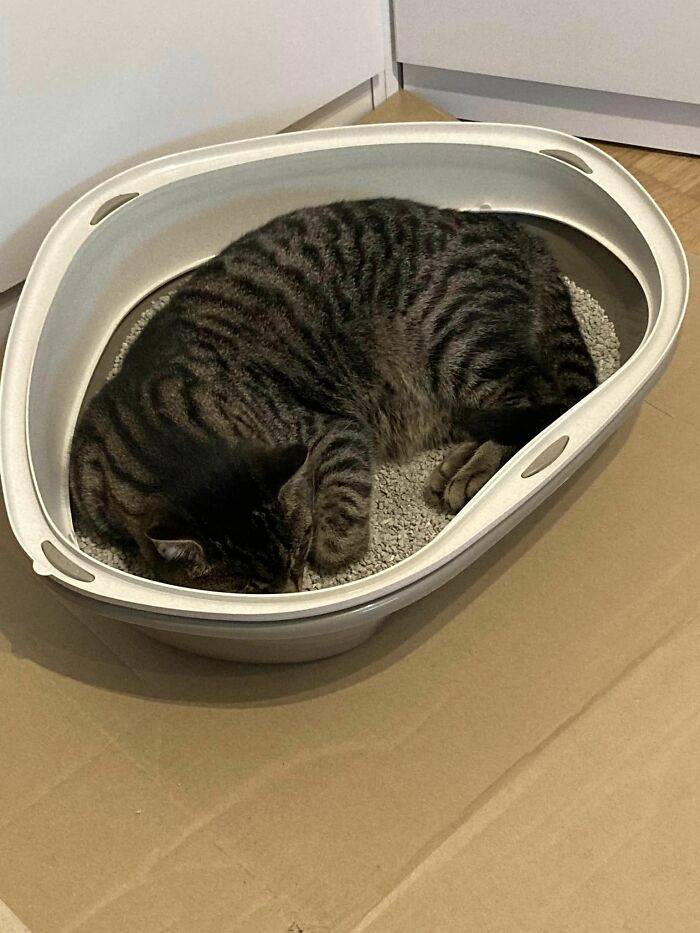 I Bought Him A Litter Box Just In Case.. This Is How He Uses It