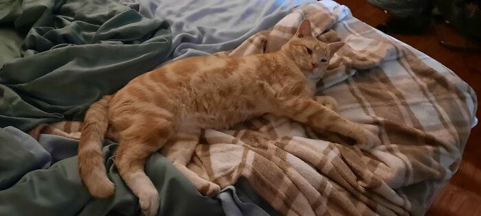 Came Home And This One Was On My Porch. I Opened The Door, He Walked In, Looked Around And Found My Bed. My House, Not My Cat