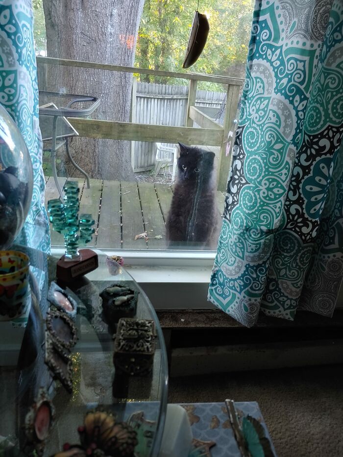 The 1st Time Ever I Saw Your Face.. She's Been Coming And Going Since October. We Call Her Luna