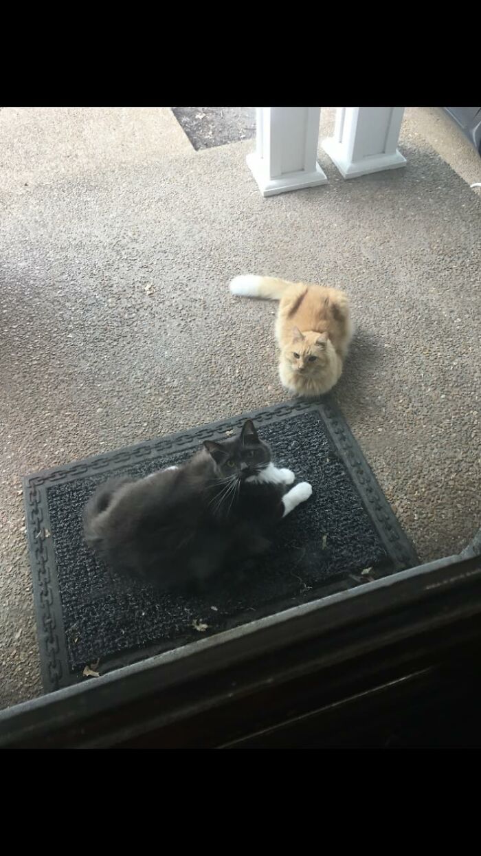 These Two Are So Funny! They Are A Tag Team. The Orange One Had Dementia And The Black Cat Would Only Come Down To Our House When He Was Here To Protect Him