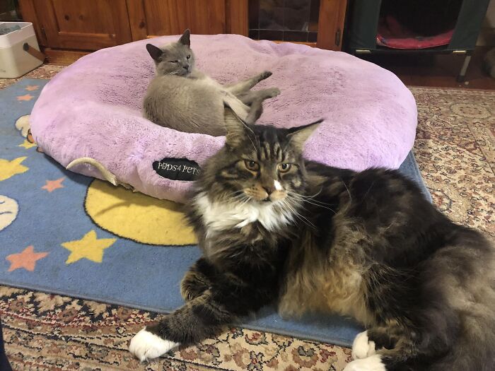 Guess Which One Does Not Live Here My Good Dog Bed. Not My Good Cat