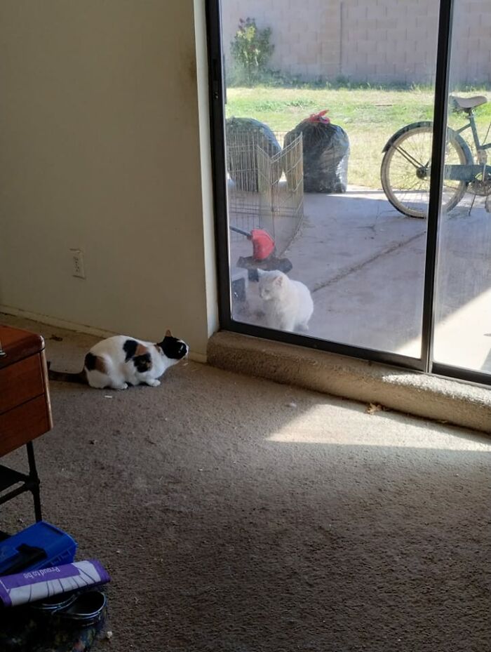 Heard Growls And Just Assumed It Was My Two Cats Playing Around. Then My Daughter Says "How Pretty" And I See The Unwelcomed (By Our Cat) Visitor On Our Patio