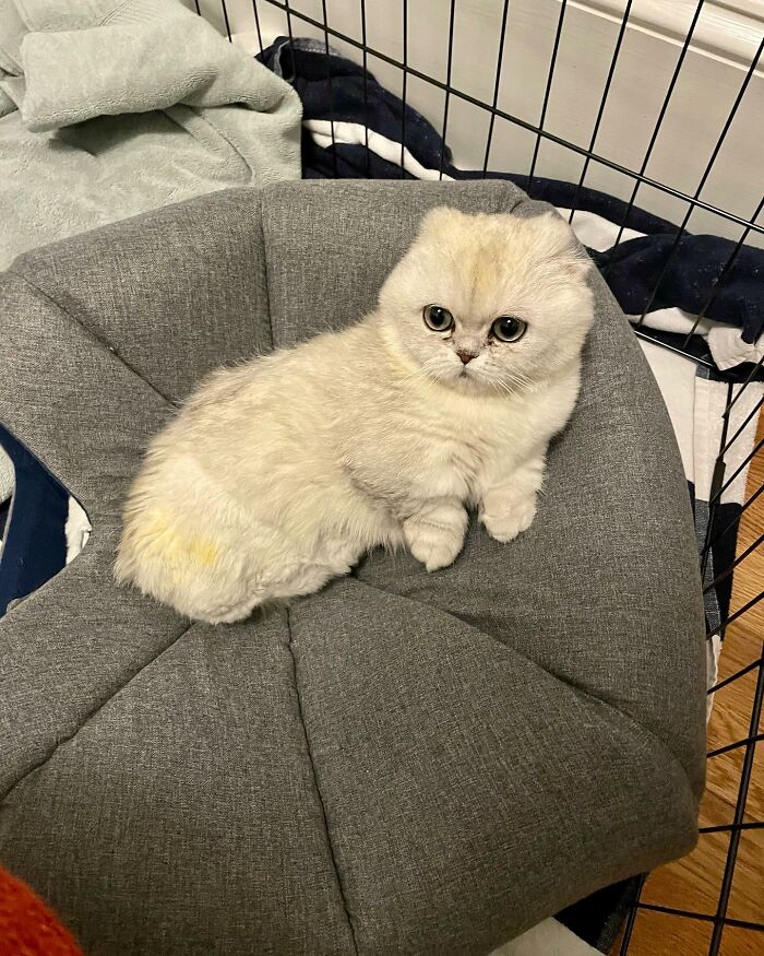 Meet Mochi, A Munchkin Cat Who Got Another Chance At Life And Found A Forever Home After Losing Her Leg, Tail, And Both Ears
