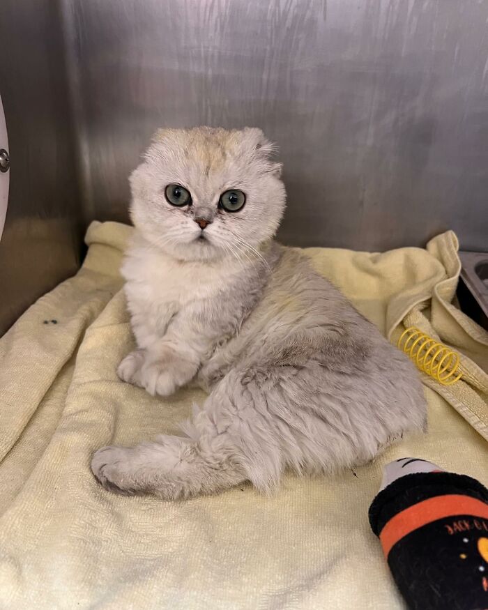Meet Mochi, A Munchkin Cat Who Got Another Chance At Life And Found A Forever Home After Losing Her Leg, Tail, And Both Ears Meet Mochi, A Munchkin Cat Who Got Another Chance At Life And Found A Forever Home After Losing Her Leg, Tail, And Both Ears