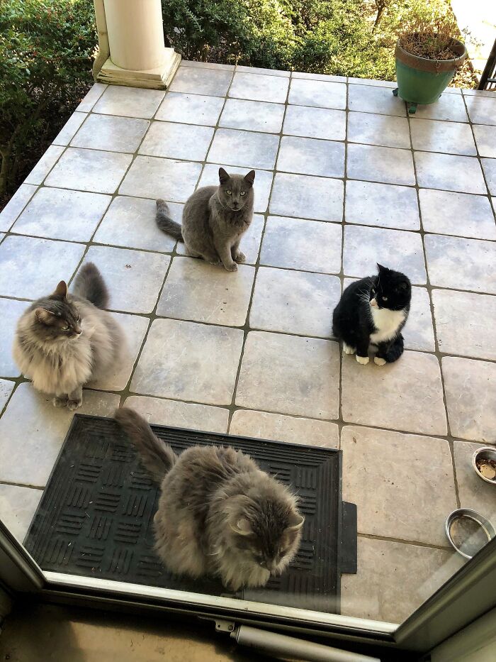 At Our Previous Home, Our Cat Gathered Friends And We Referred To Him As A Cat Magnet