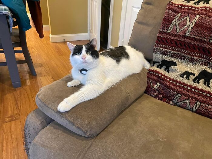 This Is Taco Bird. He’s Thick In The Neck, And Short In The Tail