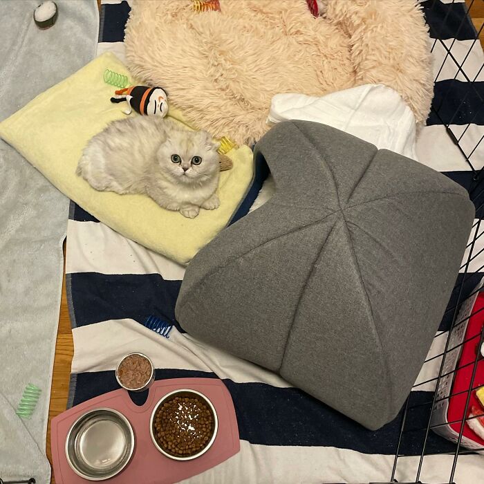 Meet Mochi, A Munchkin Cat Who Got Another Chance At Life And Found A Forever Home After Losing Her Leg, Tail, And Both Ears Meet Mochi, A Munchkin Cat Who Got Another Chance At Life And Found A Forever Home After Losing Her Leg, Tail, And Both Ears