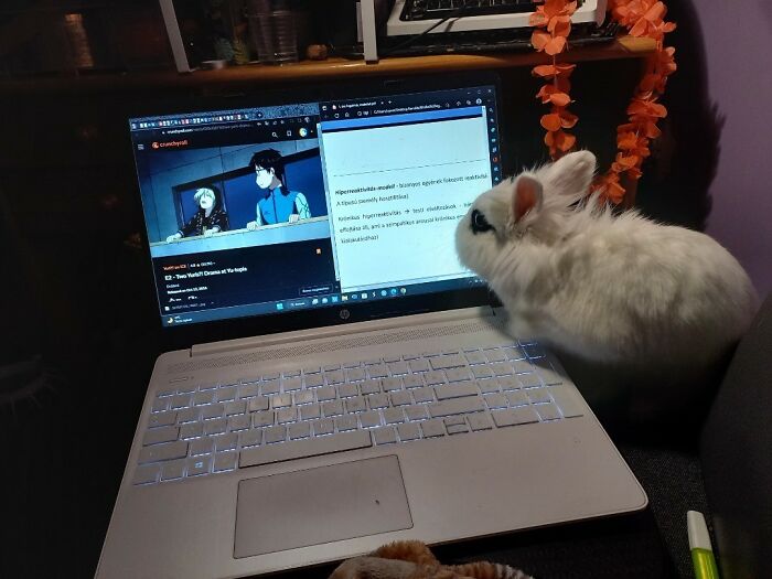 Baby Lewis Le Blanc Once Jumped To My Laptop While I Was Studying (And Watching Yuri! On Ice...). Sometimes He Gives Kisses To My Laptop Or Even Types Something Really Fascinating