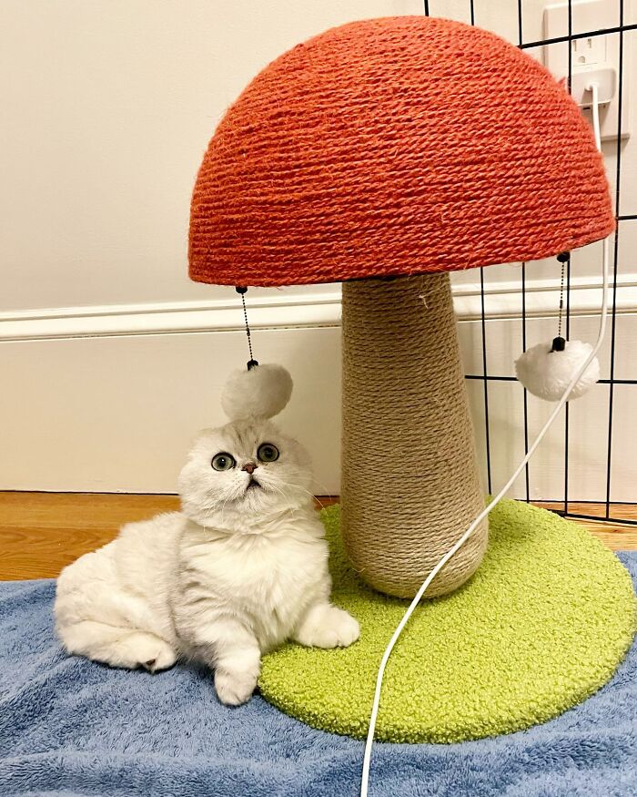 Meet Mochi, A Munchkin Cat Who Got Another Chance At Life And Found A Forever Home After Losing Her Leg, Tail, And Both Ears Meet Mochi, A Munchkin Cat Who Got Another Chance At Life And Found A Forever Home After Losing Her Leg, Tail, And Both Ears