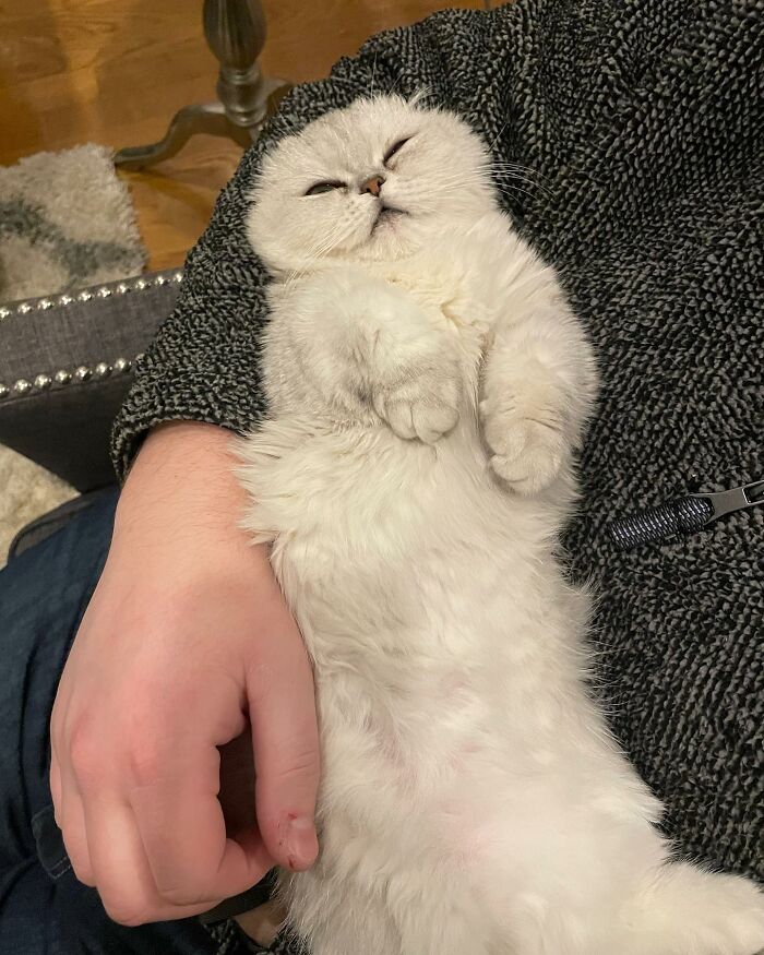 Meet Mochi, A Munchkin Cat Who Got Another Chance At Life And Found A Forever Home After Losing Her Leg, Tail, And Both Ears Meet Mochi, A Munchkin Cat Who Got Another Chance At Life And Found A Forever Home After Losing Her Leg, Tail, And Both Ears