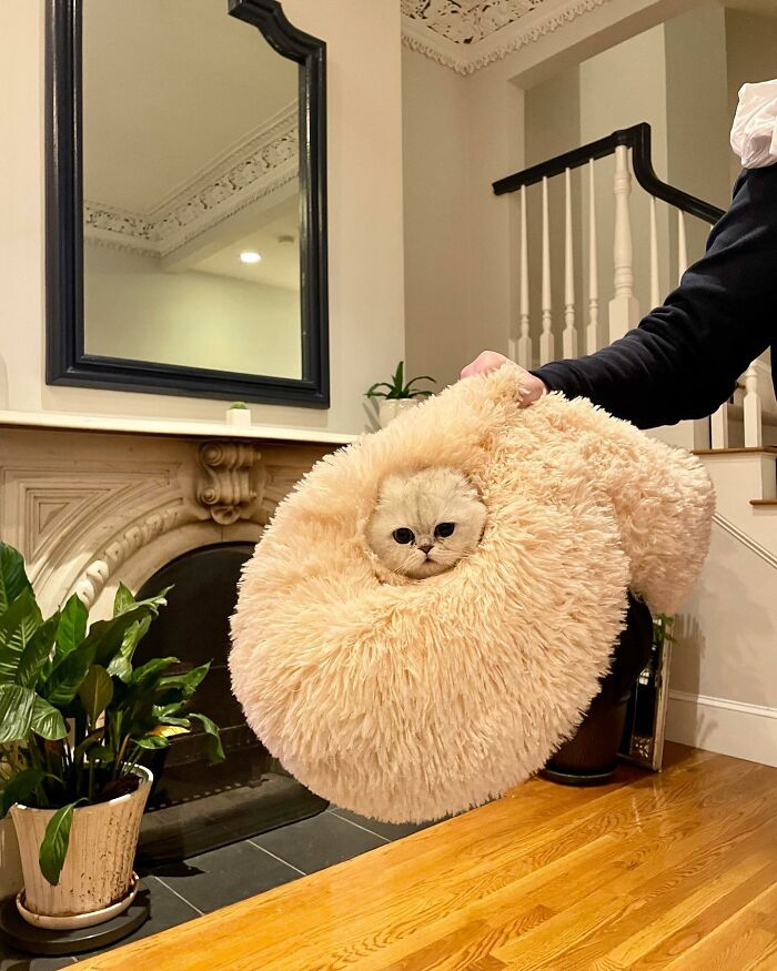 Meet Mochi, A Munchkin Cat Who Got Another Chance At Life And Found A Forever Home After Losing Her Leg, Tail, And Both Ears Meet Mochi, A Munchkin Cat Who Got Another Chance At Life And Found A Forever Home After Losing Her Leg, Tail, And Both Ears