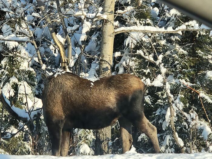 I Finally Captured A Photo Worthy Of This Group! Behold! I Give You, The Elusive Headless Moose!