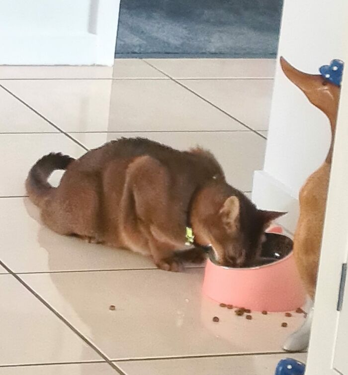 We Moved Our Cat In And We Have Had A Visitor For Lunch. I Was Amazed, As Our Girl Let Him Eat Her Food, But When He Went To Go Into A Bedroom, That Was Not Happening!