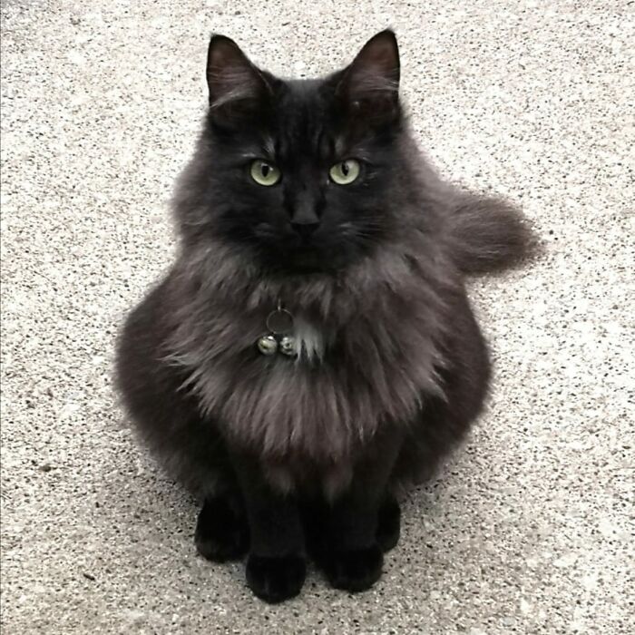 Entitled: Wolfie's "Other Family" - Reverse Post