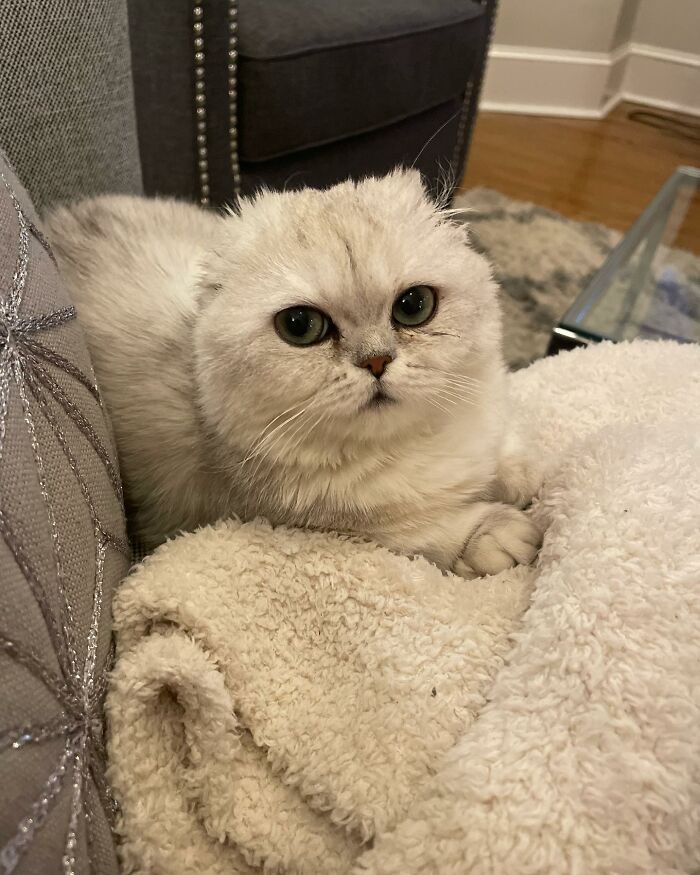 Meet Mochi, A Munchkin Cat Who Got Another Chance At Life And Found A Forever Home After Losing Her Leg, Tail, And Both Ears Meet Mochi, A Munchkin Cat Who Got Another Chance At Life And Found A Forever Home After Losing Her Leg, Tail, And Both Ears