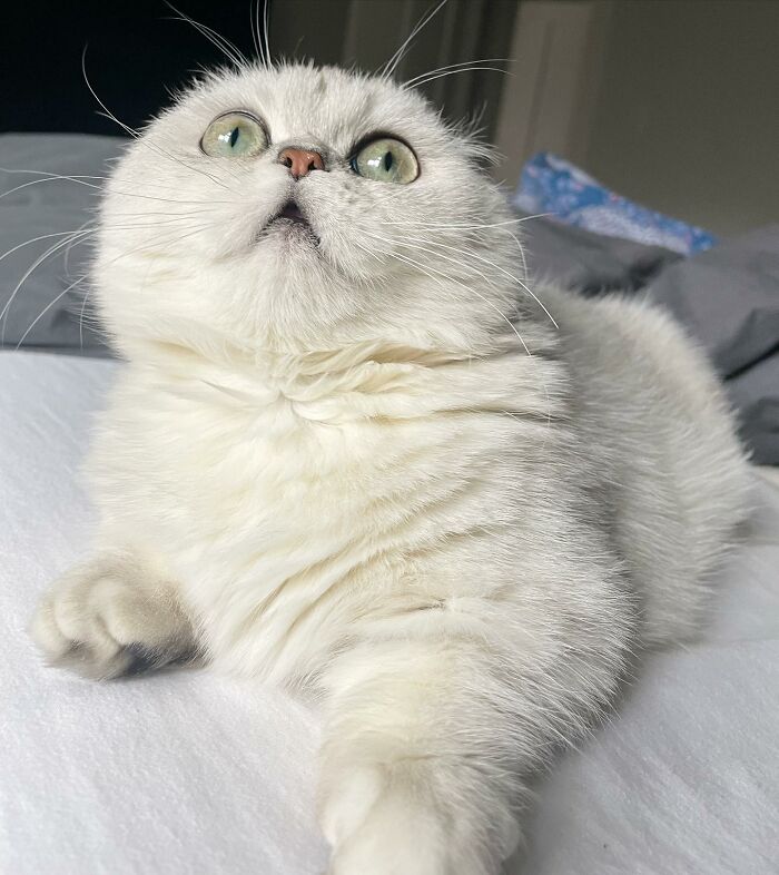 Meet Mochi, A Munchkin Cat Who Got Another Chance At Life And Found A Forever Home After Losing Her Leg, Tail, And Both Ears Meet Mochi, A Munchkin Cat Who Got Another Chance At Life And Found A Forever Home After Losing Her Leg, Tail, And Both Ears