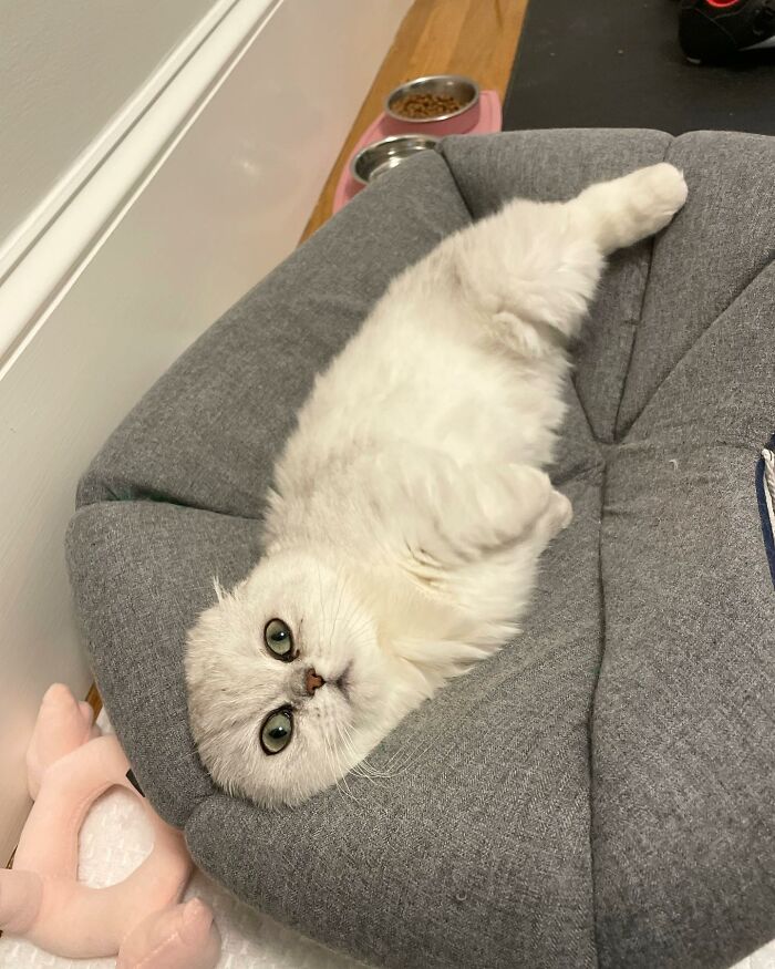 Meet Mochi, A Munchkin Cat Who Got Another Chance At Life And Found A Forever Home After Losing Her Leg, Tail, And Both Ears