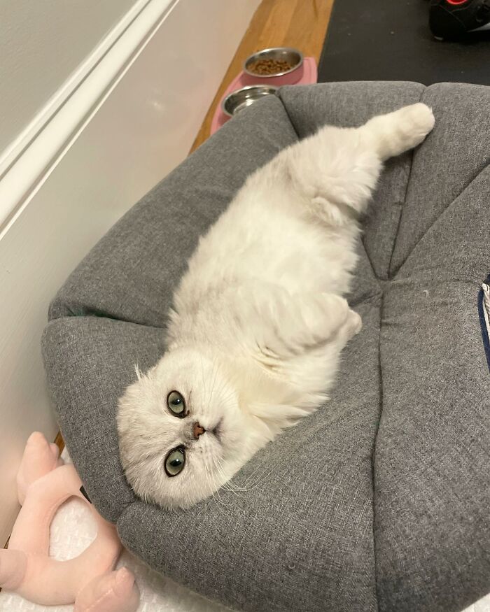 Meet Mochi, A Munchkin Cat Who Got Another Chance At Life And Found A Forever Home After Losing Her Leg, Tail, And Both Ears Meet Mochi, A Munchkin Cat Who Got Another Chance At Life And Found A Forever Home After Losing Her Leg, Tail, And Both Ears