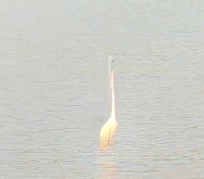 I Witnessed An Egret's Soul Leaving Its Body. #phenomenal