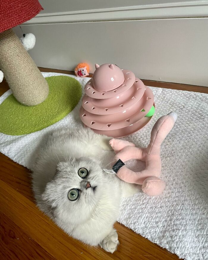 Meet Mochi, A Munchkin Cat Who Got Another Chance At Life And Found A Forever Home After Losing Her Leg, Tail, And Both Ears Meet Mochi, A Munchkin Cat Who Got Another Chance At Life And Found A Forever Home After Losing Her Leg, Tail, And Both Ears