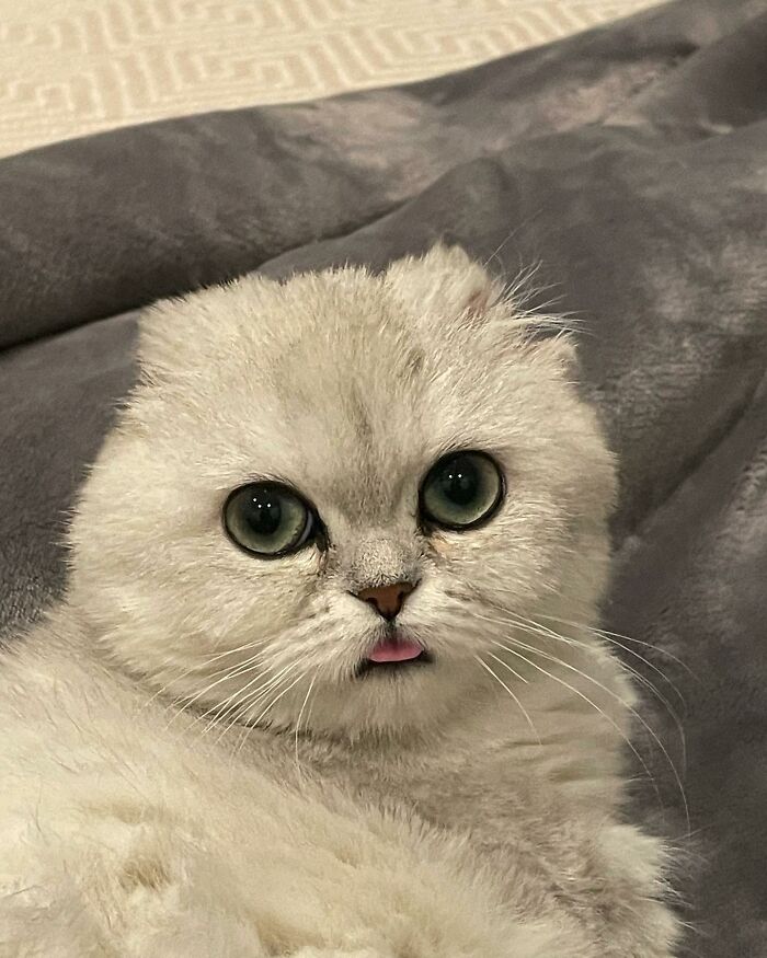 Meet Mochi, A Munchkin Cat Who Got Another Chance At Life And Found A Forever Home After Losing Her Leg, Tail, And Both Ears Meet Mochi, A Munchkin Cat Who Got Another Chance At Life And Found A Forever Home After Losing Her Leg, Tail, And Both Ears