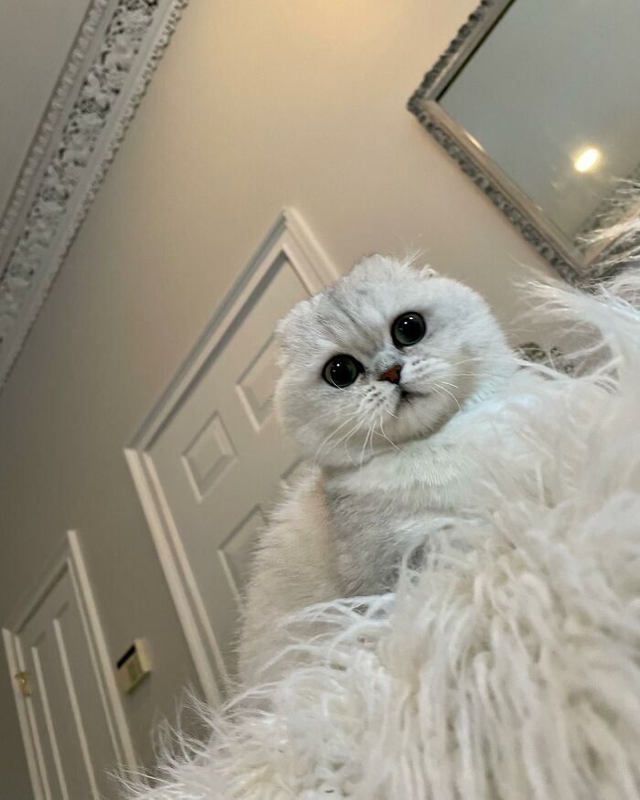 Meet Mochi, A Munchkin Cat Who Got Another Chance At Life And Found A Forever Home After Losing Her Leg, Tail, And Both Ears Meet Mochi, A Munchkin Cat Who Got Another Chance At Life And Found A Forever Home After Losing Her Leg, Tail, And Both Ears