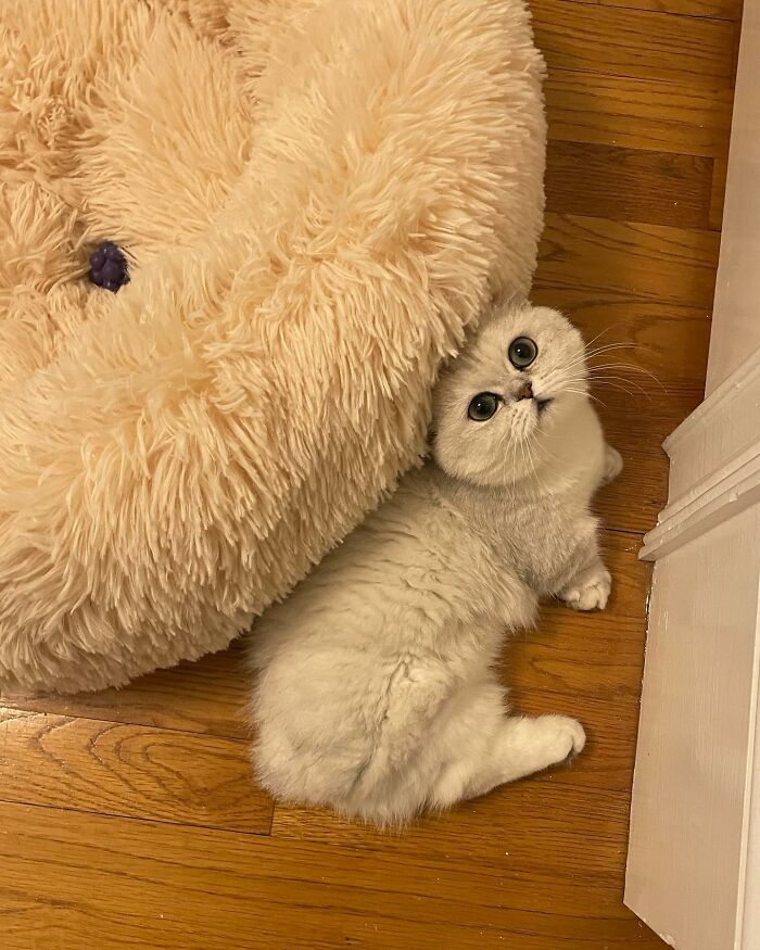 Meet Mochi, A Munchkin Cat Who Got Another Chance At Life And Found A Forever Home After Losing Her Leg, Tail, And Both Ears Meet Mochi, A Munchkin Cat Who Got Another Chance At Life And Found A Forever Home After Losing Her Leg, Tail, And Both Ears