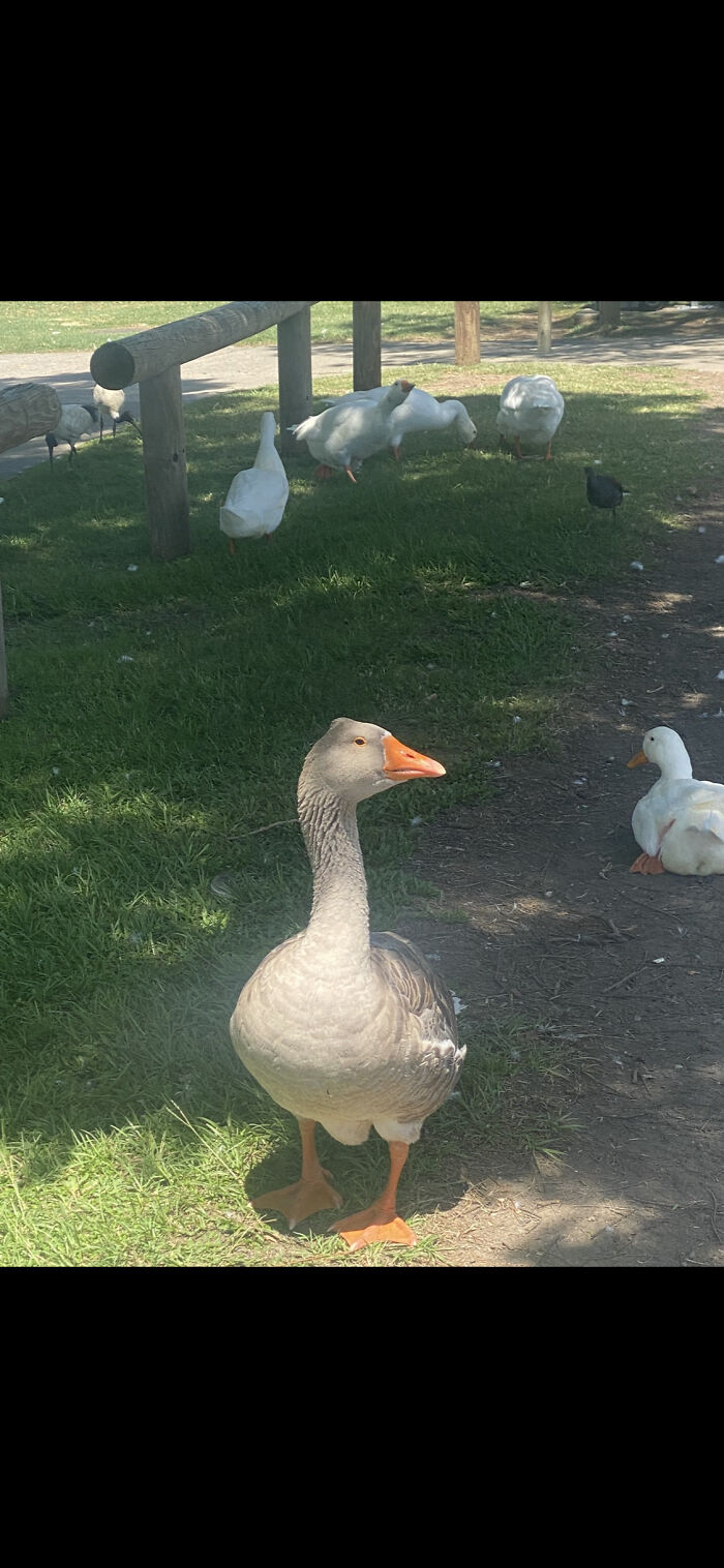 This Goose Is A Proper Weirdo He Will Sit In The Way Of Your Car And When You Try And Get Him Out Of The Way He Will Honk With Parked Cars He Will Press His Beak On The Side Of A Car And Stay Like That For Ten Minutes He’s Also My Favourite