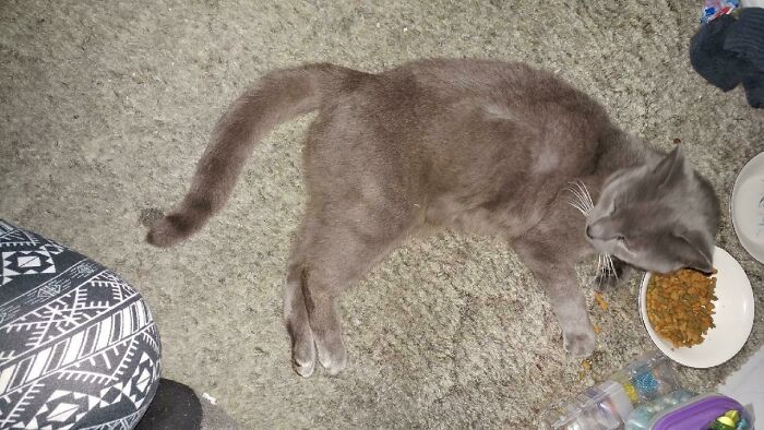 This Is Baba Yaga The First Night I Brought Her Home. I Don't Know How Long She Was Outside Before I Found Her, But She Was Definitely Happy To Be Indoors Finally