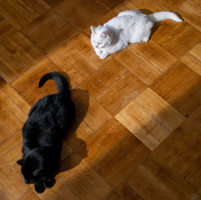 Brother And SIL Come To Visit But Are Upset The Homeowner&rsquo;s Cat Is Free To Walk Around The House As They Get Startled By It